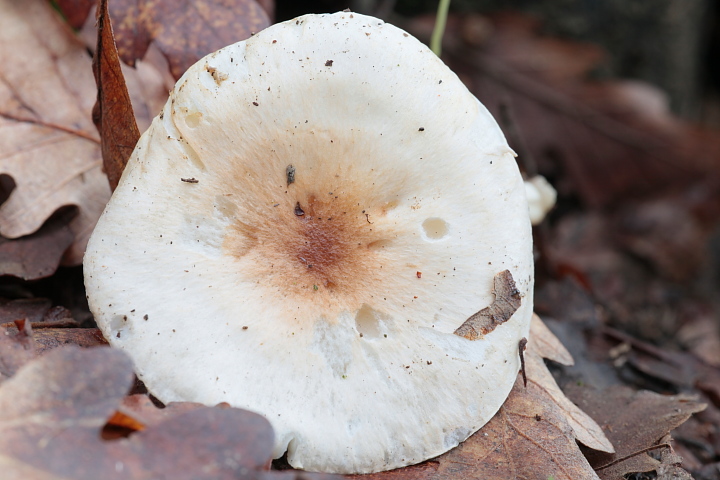 Ritrovamenti di oggi